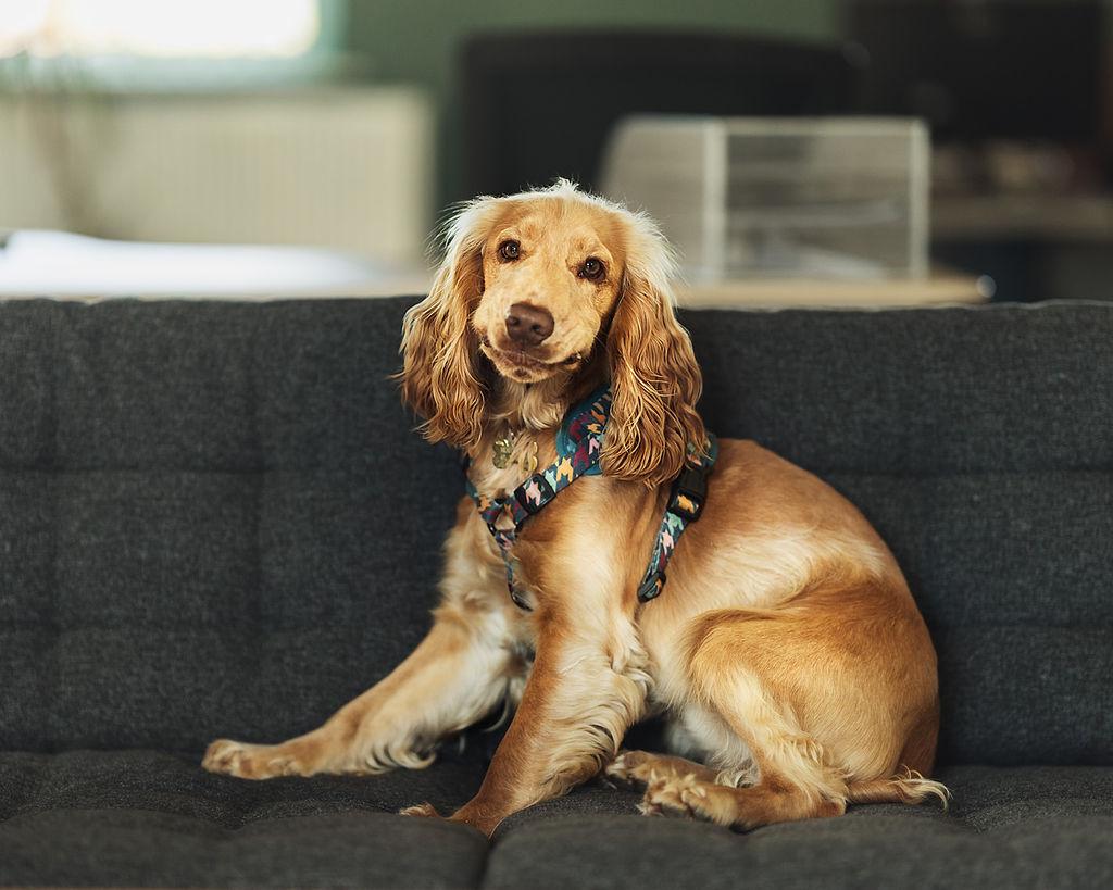 Chester, Chief Welfare Officer at Braithwaite Energy